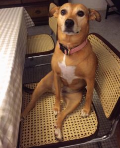 Feirinha Vegana Solidária