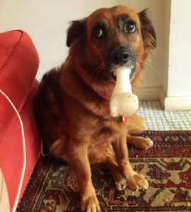 Feirinha Vegana Solidária